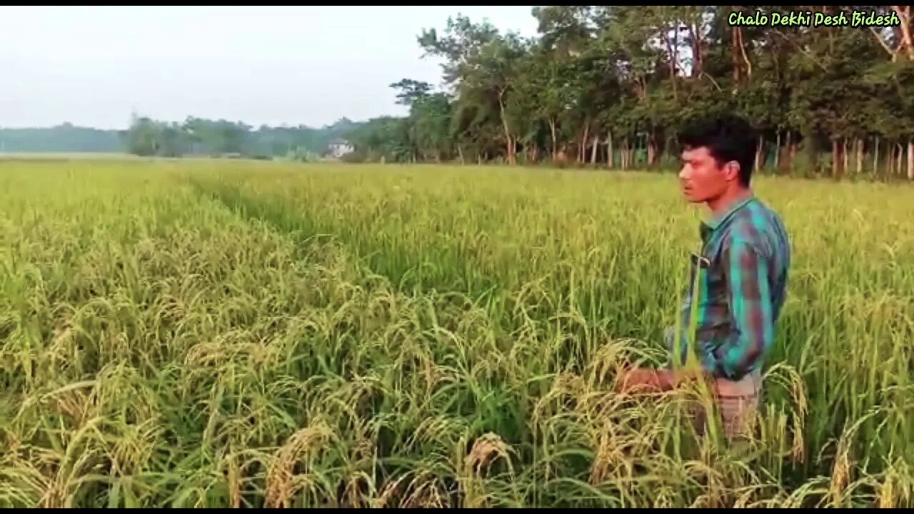ধানের ভাল ফলন হয়েছে। Paddy field with matured rice in Sylhet.