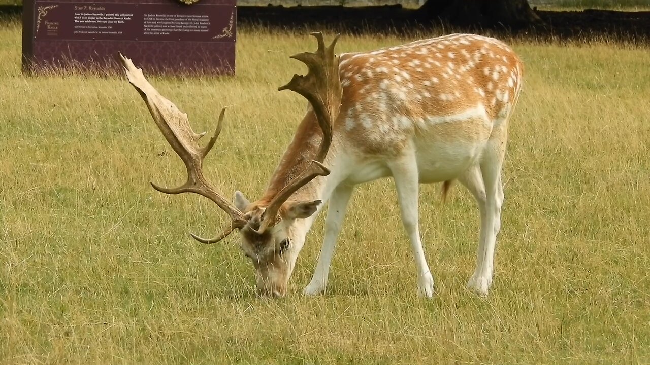 National Trust Knole..Deer