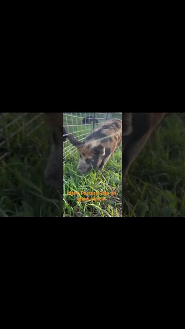 Check out our full video and see how we got our #idahopasturepigs on pasture for the first time!