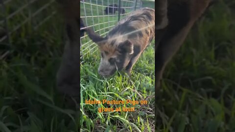 Check out our full video and see how we got our #idahopasturepigs on pasture for the first time!