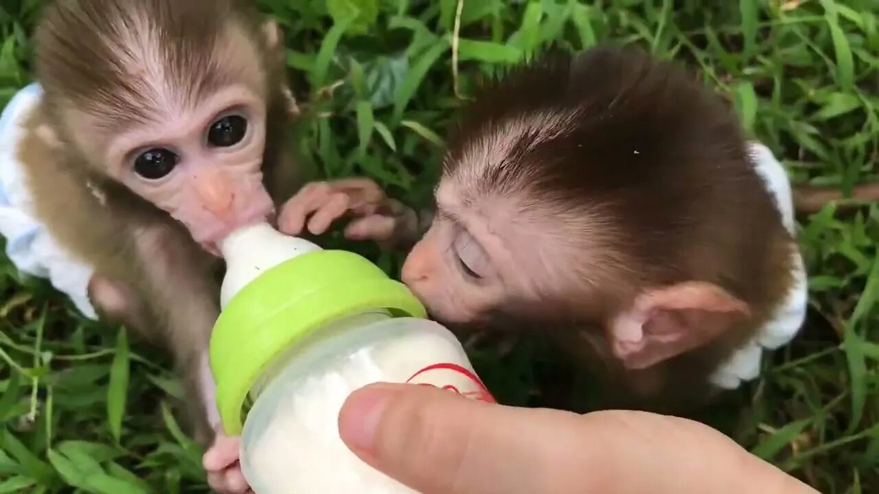 Babies Tico and Juca Disputing the bottle, I don't believe it !!!