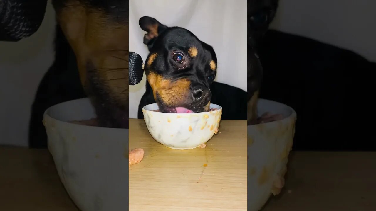 VIRAL PUPPY ASMR #shorts #short #asmr #viral #like