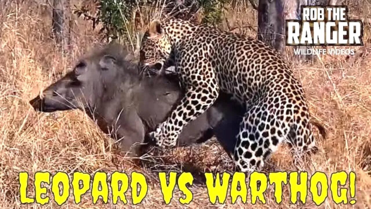 Leopard Vs Warthog Battle | Struggle For Life (Full Sighting)