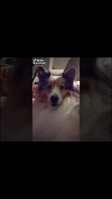 Emma Being Cute As Always! #shorts #fyp