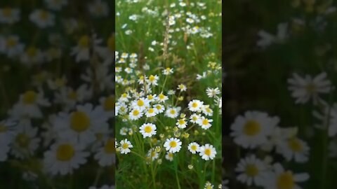 Bunga Aster Indah di Alam