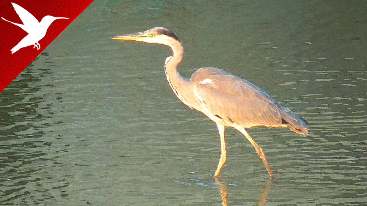 Ardea cinerea - Grey heron