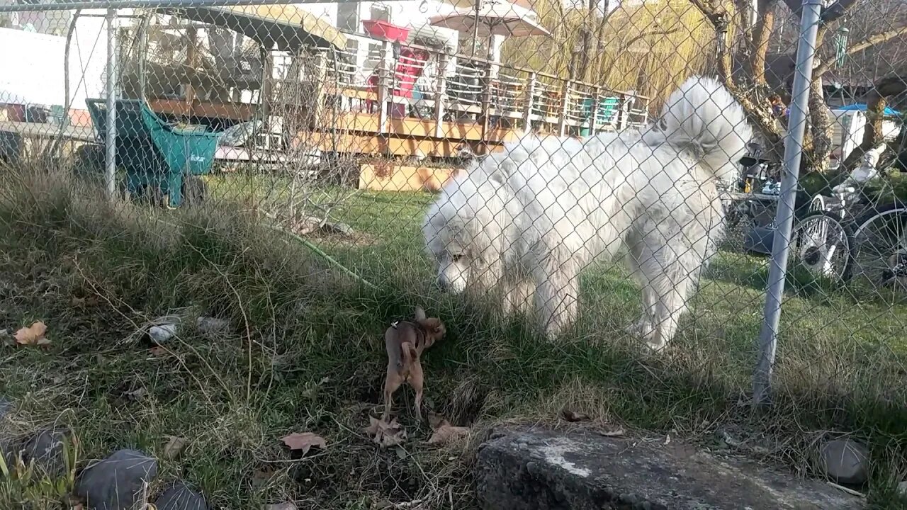 Saying hi to the giant dog