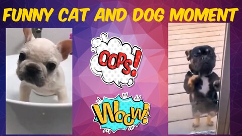 🤣 Funniest 🐶 Dogs and 😻 Cats - Awesome Funny Pet Animals Videos 😇