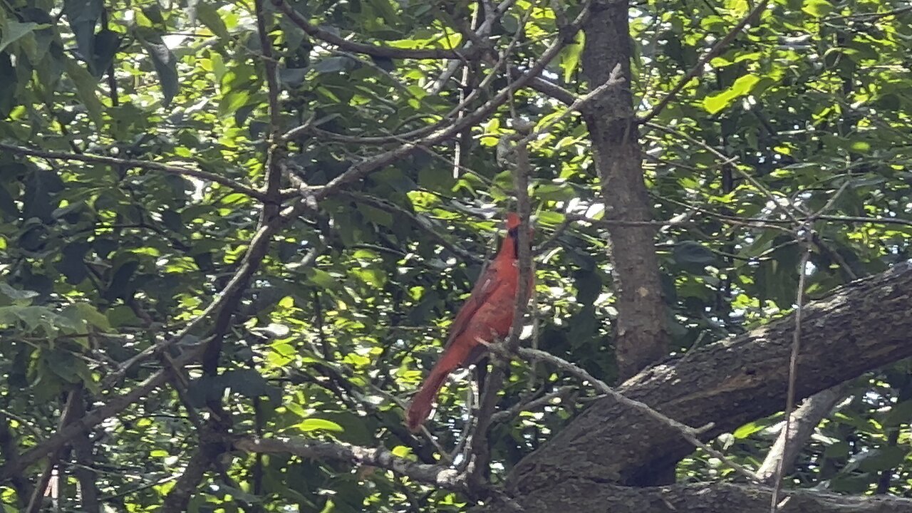 Male Cardinal lunch