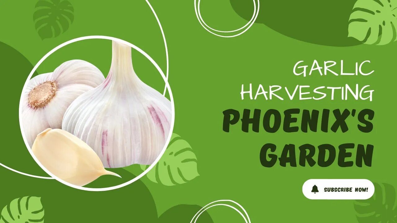 Garlic Harvesting - Phoenix Ankaa In The Garden