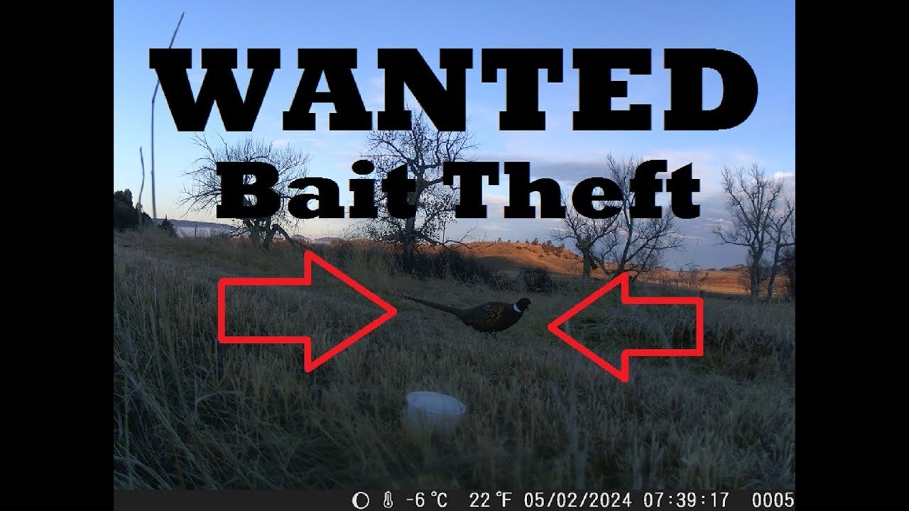 Trail Cam: Busted - Bold Bird Bags Bait - Some Might Say Another SABOTAGE!