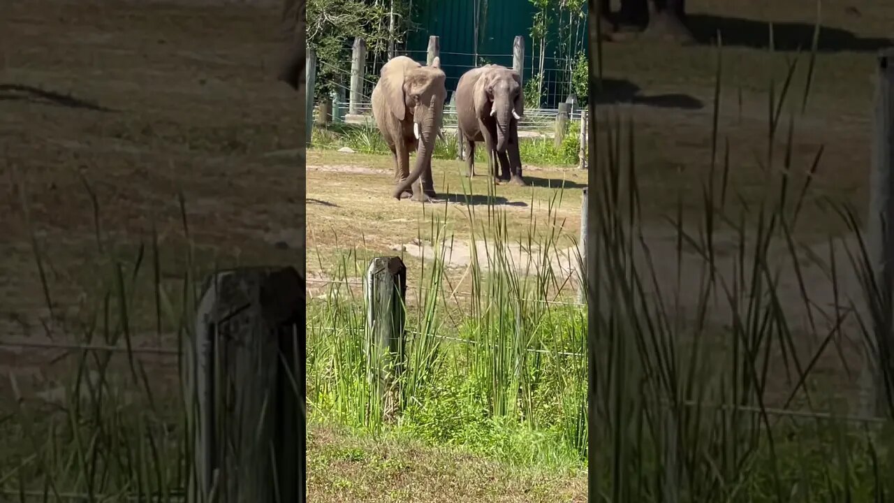 African Elephants at Tampa Zoo