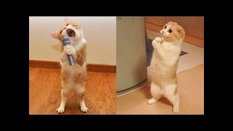 Best Funny Animal Videos Of The 2023 🤣 - Funniest Cats And Dogs Videos 😺😍😂🐶 Funny cat & dog videos 😍