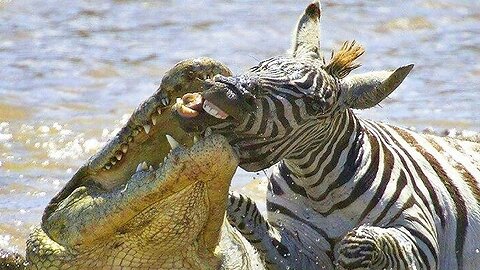 Crocodile biting zebra's face.shocking moments got on camera.scary nature