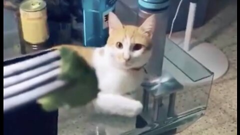 Wait For It: Even Cats Don't Like Broccoli!