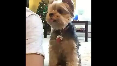 ❤️❤️Cute dog try’s to get owners attention😂😂