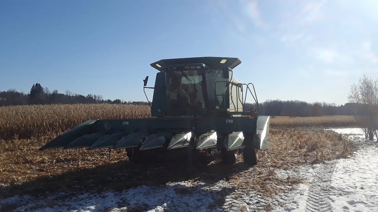 Getting down to the last of the corn