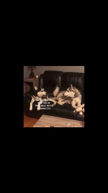 Huskies arguing (with subtitles)