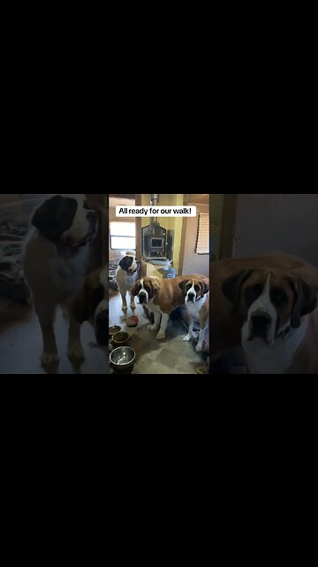 Every Morning after dad's podcast #walk #dog #morning morni