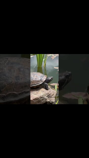 Close up with a turtle