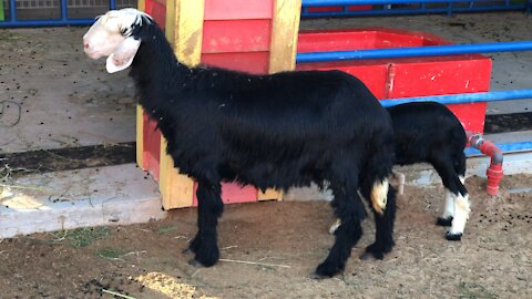 Pakistani sheeps that look very much like goat.