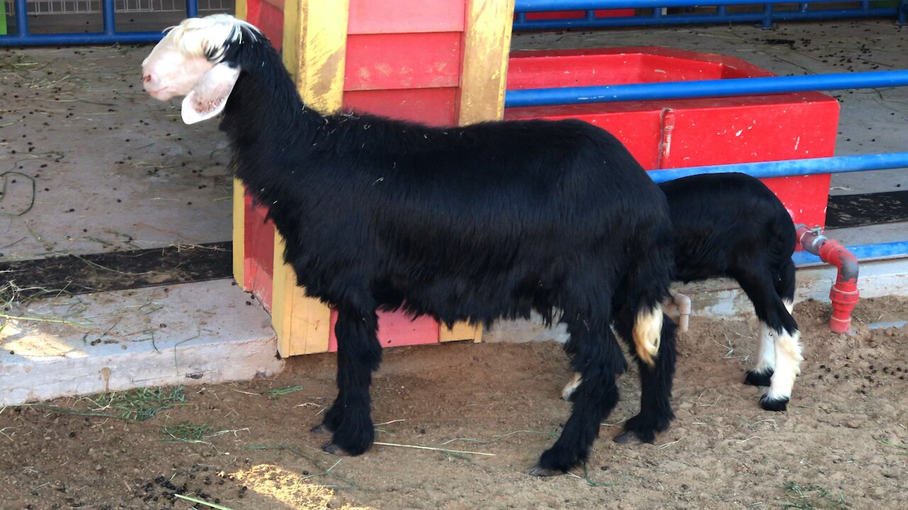 Pakistani sheeps that look very much like goat.