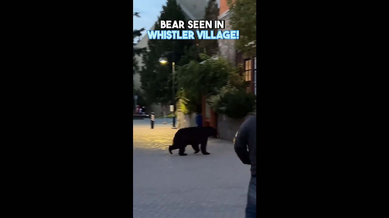 Bear Seen In Whistler Village