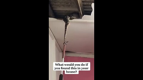 Big Snake Found In Ceiling