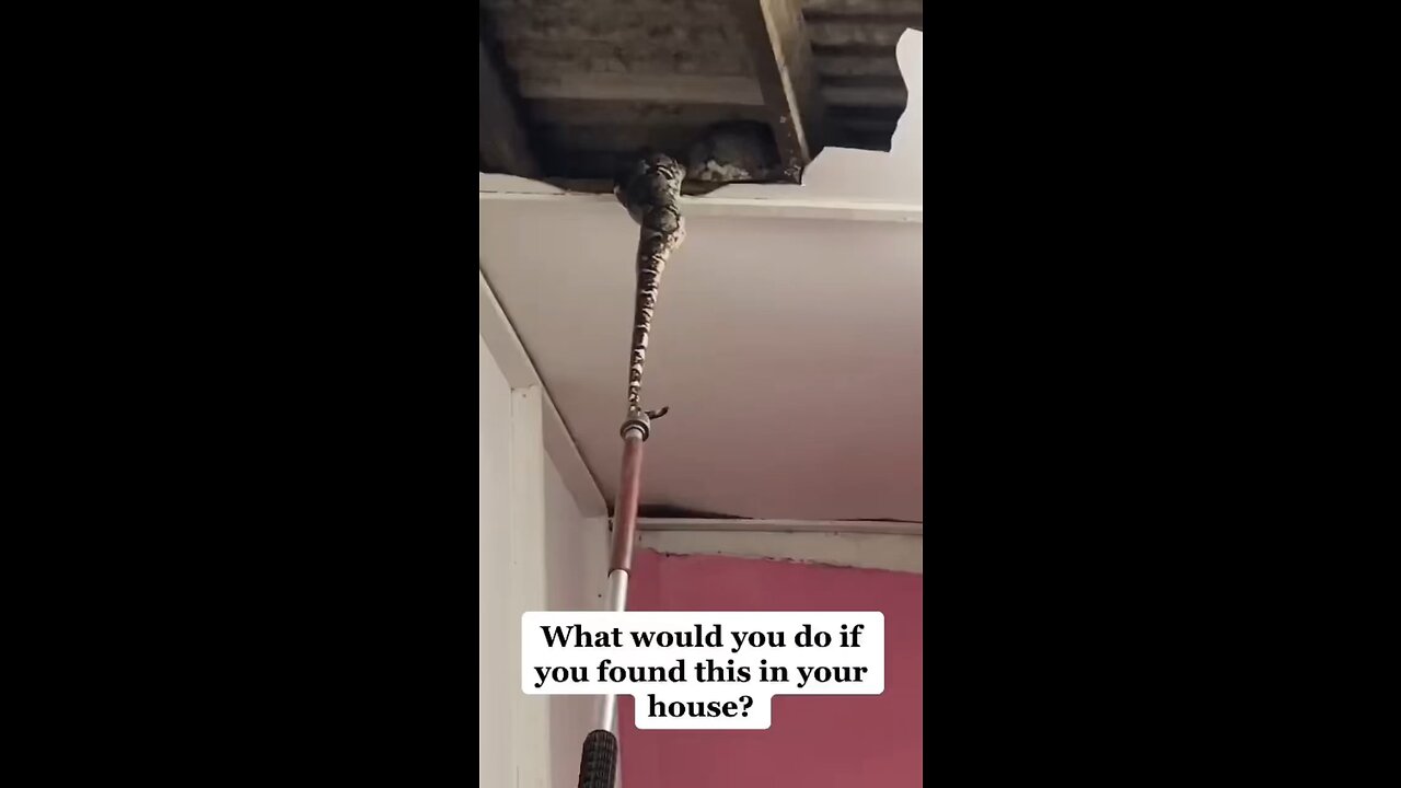 Big Snake Found In Ceiling