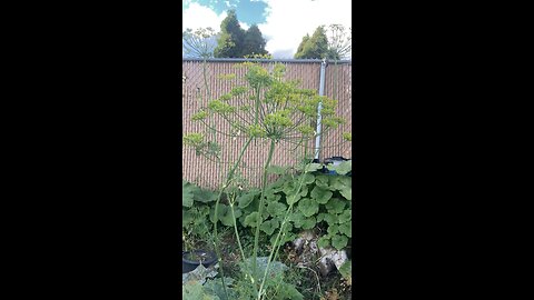 Dill starting to go to seed