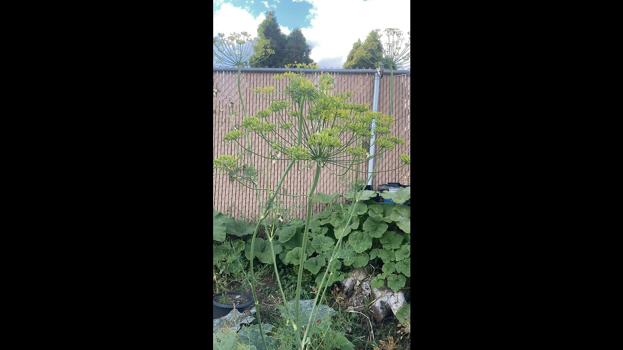 Dill starting to go to seed