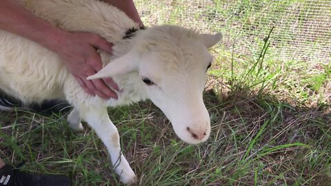 Lets Check On These Sheep! - The Mac's