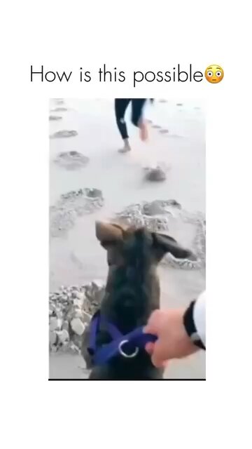 Funniest animal videos 😂 Part #35