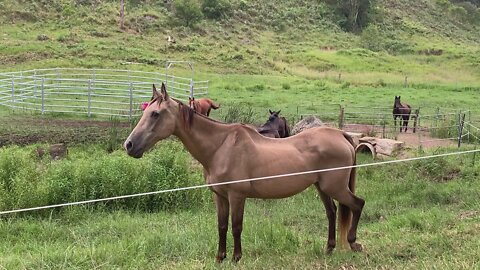 Another skinny horse finds sanctuary at our home - Day 1