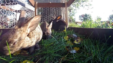 Cute Baby Rabbits in the lawn!