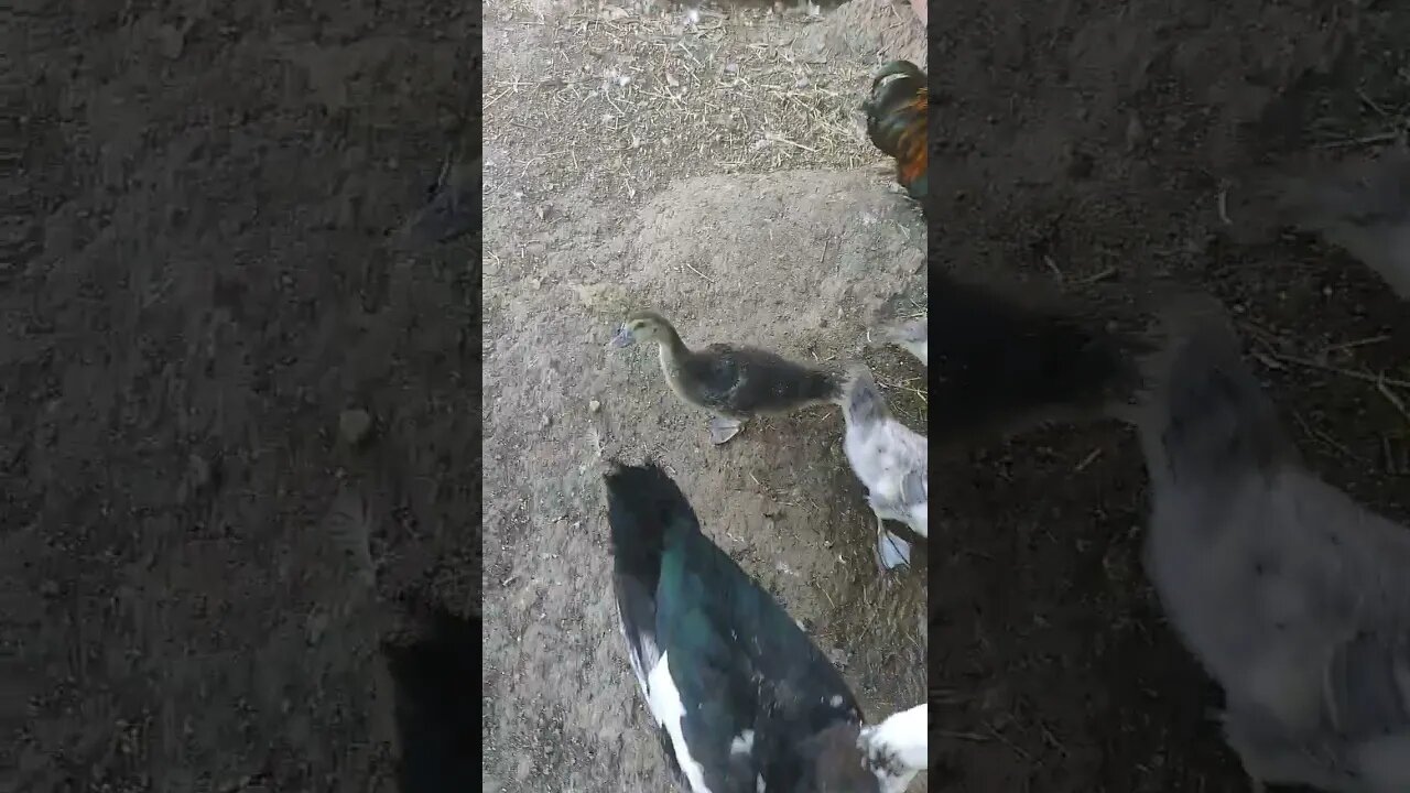 Good Morning Ducklings and Rusty Roo, waiting for their food #ducks #ducklings #roosters #muscovy