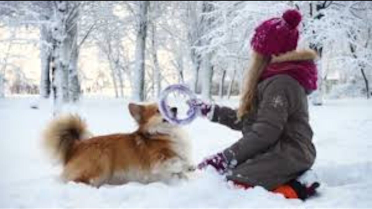 Funny Corgi Fluffy Puppy Walking With Little Girl Outdoors