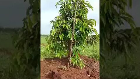 ដើមទុរេនដែលកែរួច ចម្ការអតិថិជននៅក្រែក ខេត្តត្បូងឃ្មុំ