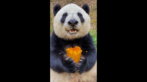 Pandas relish pumpkins