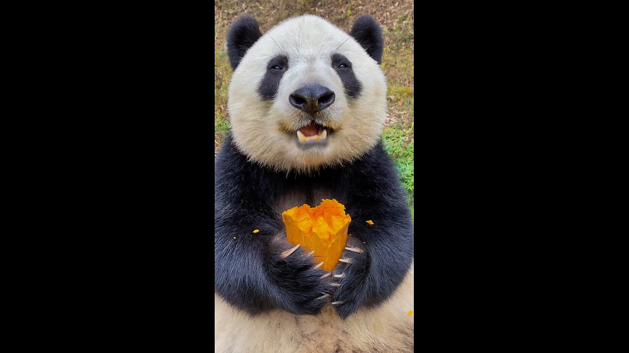 Pandas relish pumpkins