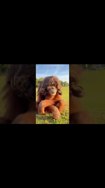 6 horas no salão pra isso 🤣🤣🤣