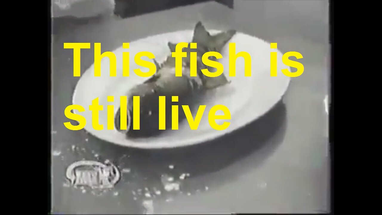 IS this fish still live