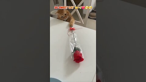 SWEETLOVE CAT