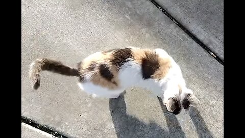 Friendly cat, white and calico colors