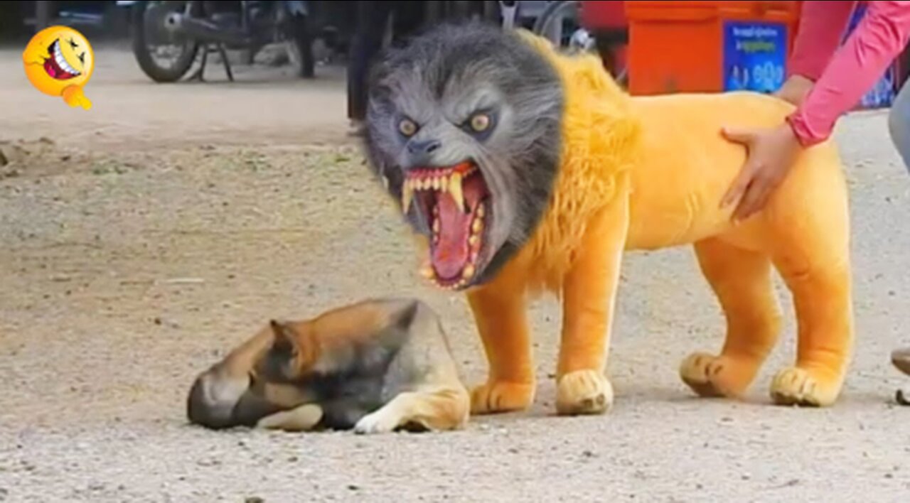 Troll Prank Dog Funny & fake Lion and Fake Tiger Prank To dog & Huge Box Prank to dog