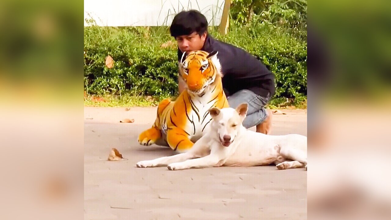 Fake Tiger vs Dog 🤣 (funny prank video) what a reaction by dog 🤣