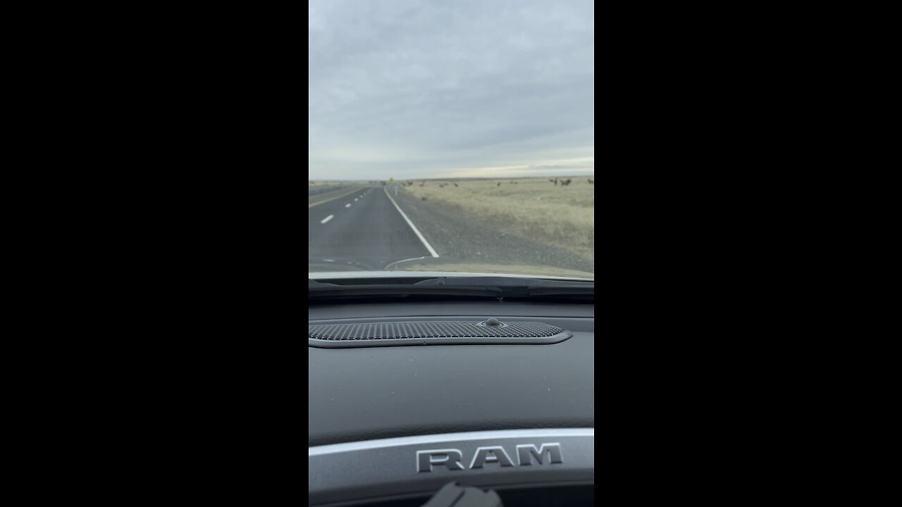 Elk herd at Hanford