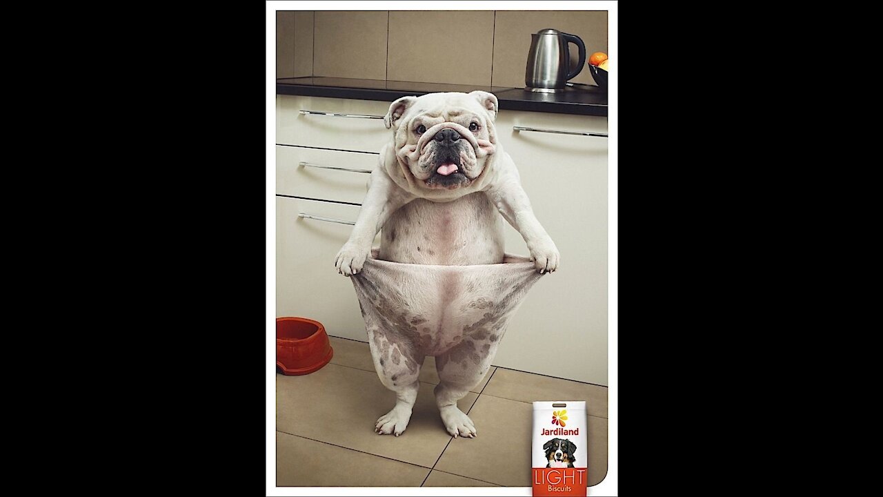 Funny dog games