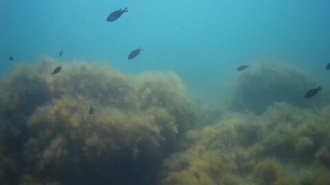 The seabed of the Black sea.