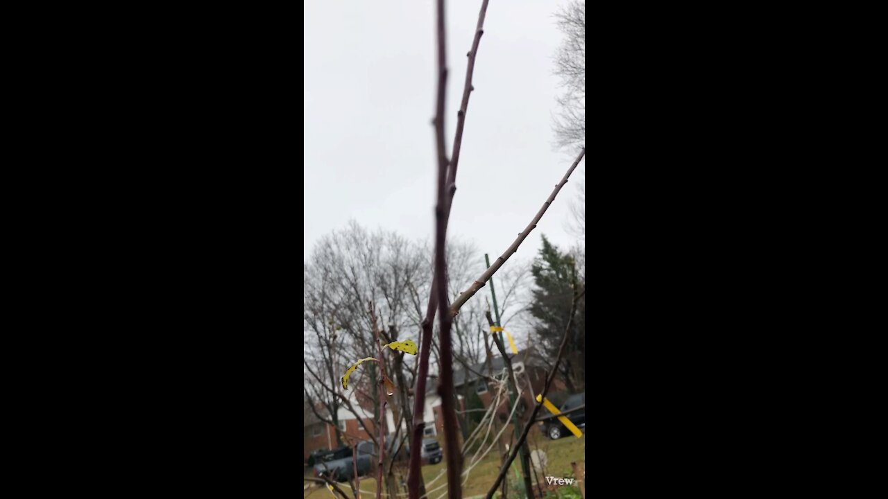 Rooting Plum tree cutting in water,root fruit tree cuttings in water,자두 삽목